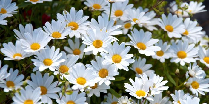 2560x1600 Daisy Wallpaper High Quality