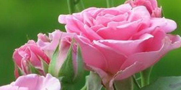 800x1280 HD Vintage Roses Wallpaper for Android - APK Download