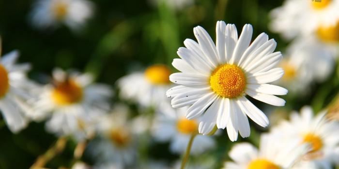 1920x1080 54+ Daisy Flower Wallpapers on WallpaperPlay