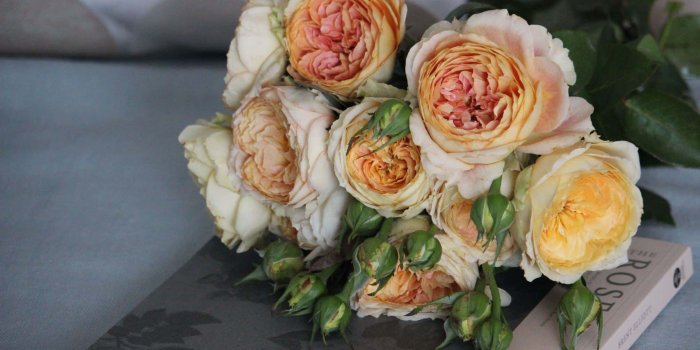 2190x1460 The Smell of Roses - Page 2 of 13 - All about flowers and gardens