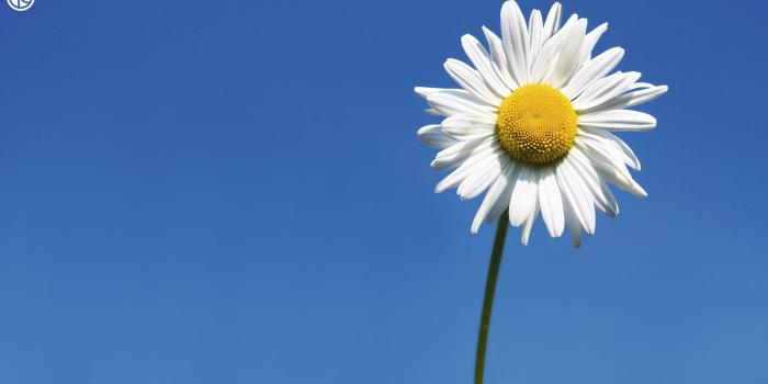 1920x1080 409 Daisy HD Wallpapers | Background Images