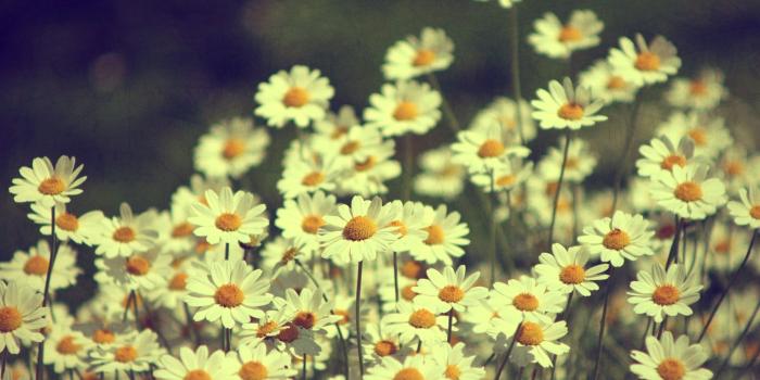 2560x1600 Vintage Vintage Daisies Photography HD Desktop Wallpaper Vintage HD