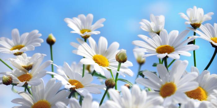 3360x2100 Daisy Wallpapers - Top Free Daisy Backgrounds - WallpaperAccess