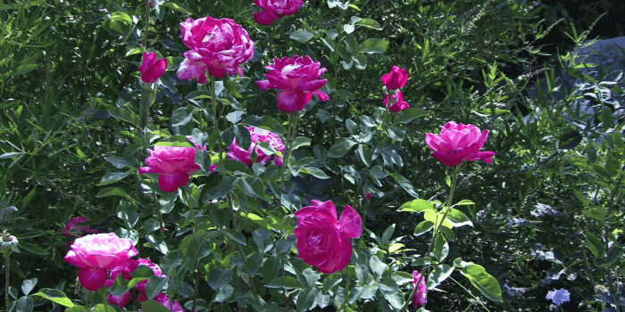 1920x1080 Blooms 0511: Pink old fashioned roses in bloom in dappled sunlight (Loop).  Stock Video Footage - Storyblocks Video