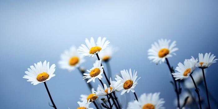 2048x1536 White Daisies Flowers ❤ 4K HD Desktop Wallpaper for 4K Ultra HD TV