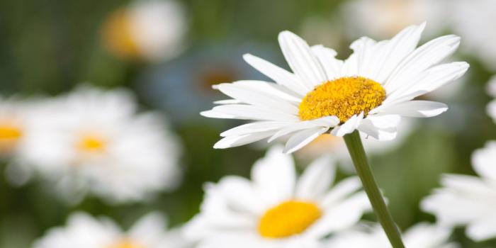 2880x1620 Daisy Desktop Wallpapers