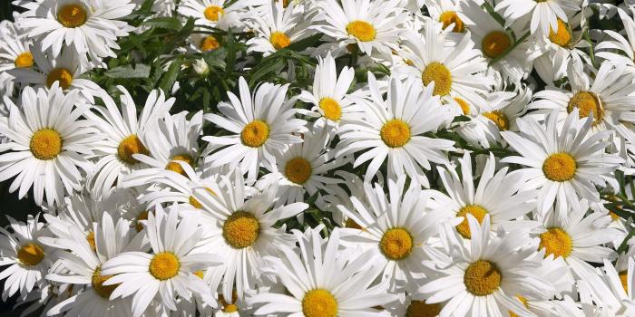 1920x1080 Desktop Daisy HD Wallpapers