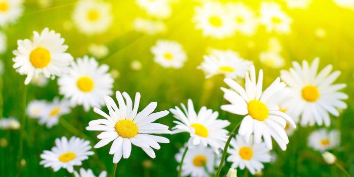 2560x1600 White, Daisies, Field, High, Resolution, Wallpaper, Free, Desktop