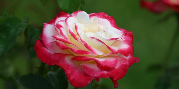 2048x1360 Top 10 Fragrant Roses to Grow