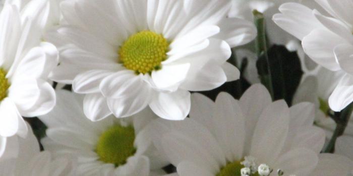 1440x2560 White Daisies Wallpaper - iPhone, Android & Desktop Backgrounds