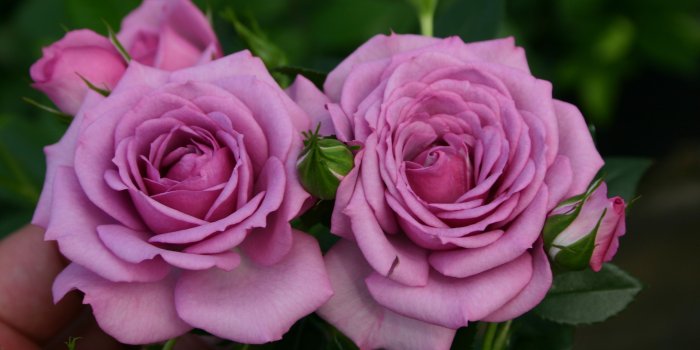 3072x2048 Chamblee Rose Nursery