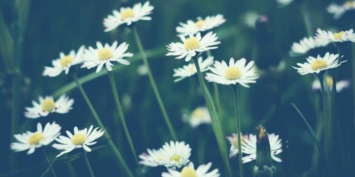 1680x1050 Daisy, Bokeh, Wide, HD, Wallpaper, Free, Beautiful, Desktop, Photos