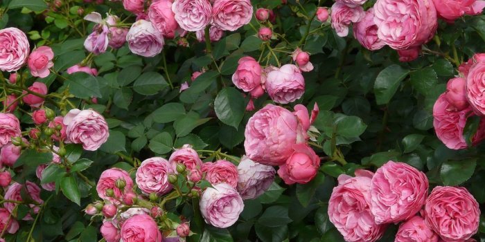 1280x960 Best Disease-Resistant Roses | In The Garden | Pruning roses