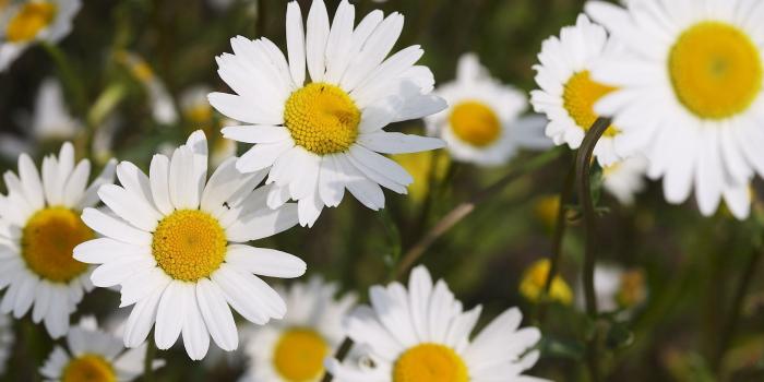 2560x1600 2560x1600 Daisy desktop PC and Mac wallpaper