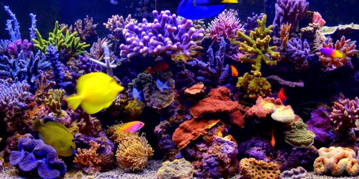 1920x1080 Aquarium Live Wallpaper - DesktopHut