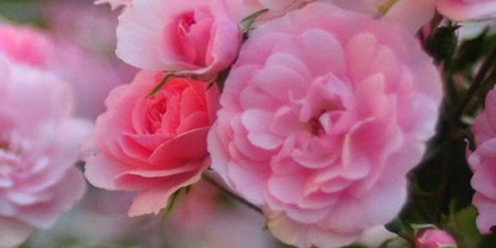 800x1280 HD Vintage Roses Wallpaper for Android - APK Download