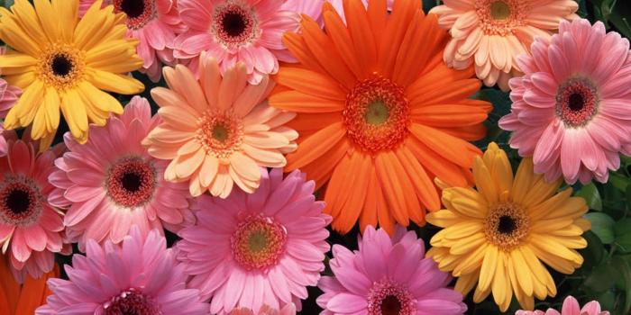 1600x1200 Desktop Wallpapers » Flowers Backgrounds » Gerbera Daisy » www