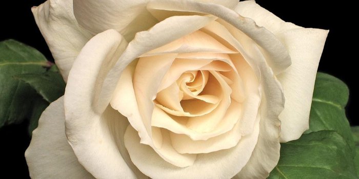 1280x1024 Ivory Rose Wallpapers