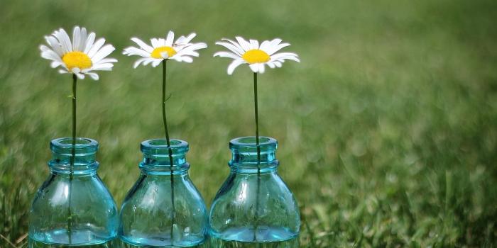 1920x1200 46+] Daisy Wallpaper for Computer on WallpaperSafari