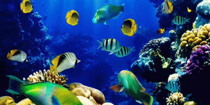 1600x1200 Amazingly Beautiful D Aquarium Live Wallpaper Wallpaper YouTube