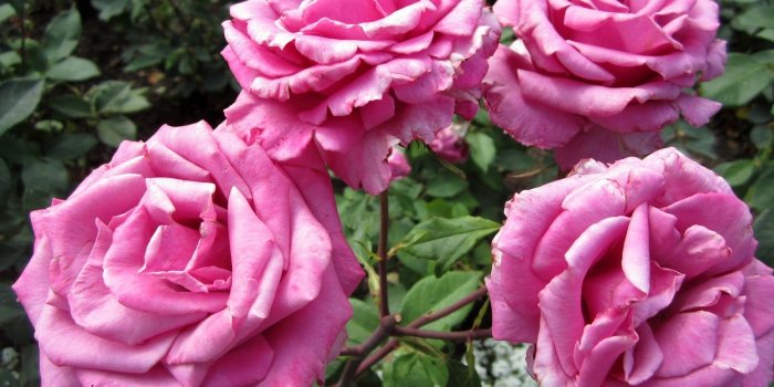 1600x1200 A Tray of Bliss: Old Fashioned Roses....