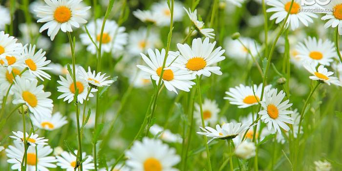 1280x800 Daisy wallpaper | 1280x800 | #38017