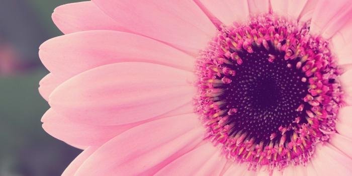 1920x1200 daisy pictures 1920x1080p - HD Desktop Wallpapers | 4k HD