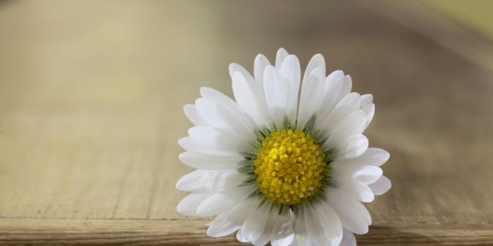 2560x1440 Flower Lock Screen Wallpaper - White Daisy Hd (#1262947) - HD