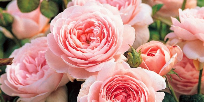 2438x3638 The Martha Stewart Blog : Blog Archive : Planting David Austin Roses