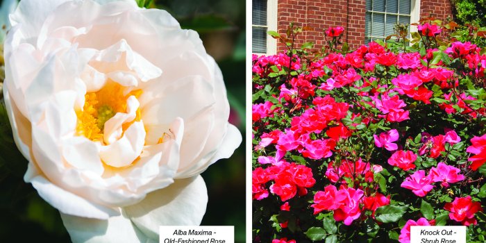 1600x900 Dormant Season Rose Pruning & Care | Central Valley Builders