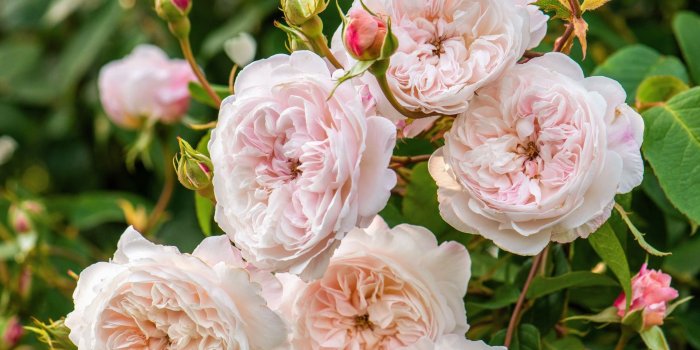 2403x3600 The Martha Stewart Blog : Blog Archive : Planting David Austin Roses