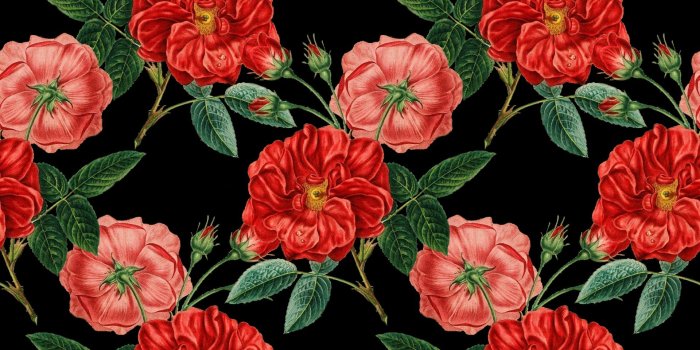 1920x1920 Flowers,vintage,red,rose,roses - free photo from needpix.com