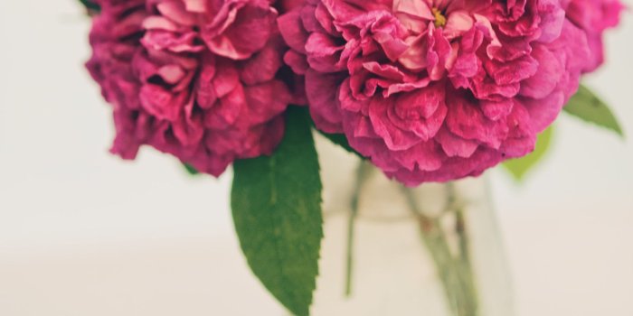 1838x2756 File:Old fashioned roses (6259951173).jpg - Wikimedia Commons