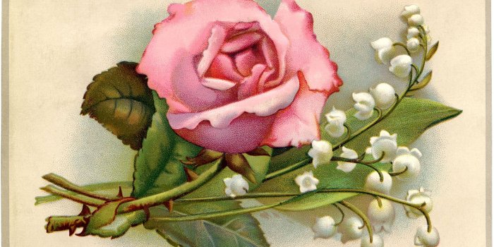 1766x1187 Vintage Roses Images Group with 66+ items