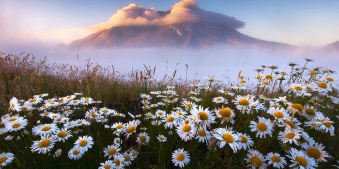 1400x819 Flowers Fog Beautiful Mountain Daisies New Flower Desktop Wallpaper