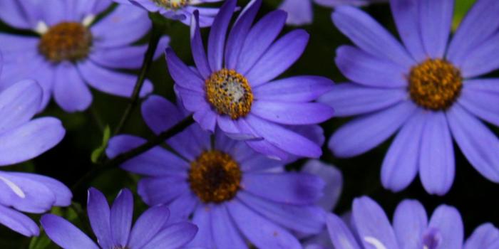 1440x2560 Purple Daisies Wallpaper - iPhone, Android & Desktop Backgrounds