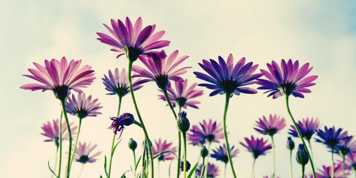 1680x1050 Big Daisy Deep Pink Inspi Friend Flower Wallpaper Download Computer