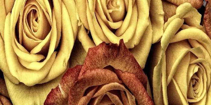 720x1280 Antique roses Wallpaper by Winstonsmom - 1f - Free on ZEDGE™