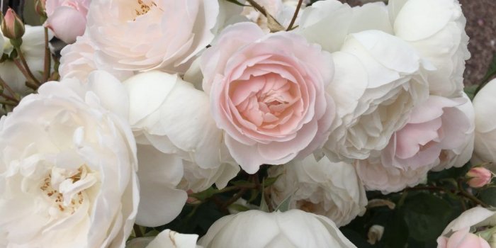 1024x768 Cotswolds Exclusive with the Royal Garden at Highgrove 2019