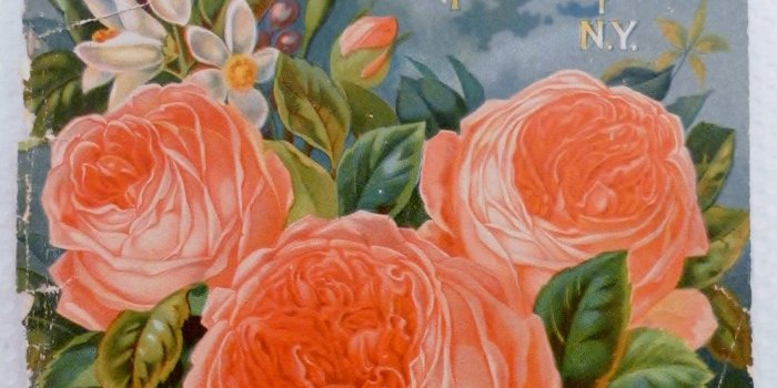 1104x1500 Old Fashioned Roses wallpaper - Page 2 of 3 - hdwallpaper20.com