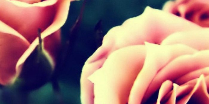 1080x1920 Vintage Pink Roses Closeup Iphone 6 Wallpaper Hd Desktop - Rose Gold