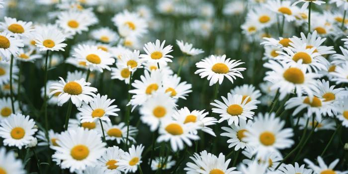 1440x900 Daisy Wallpapers HD #387VW1E - 4USkY