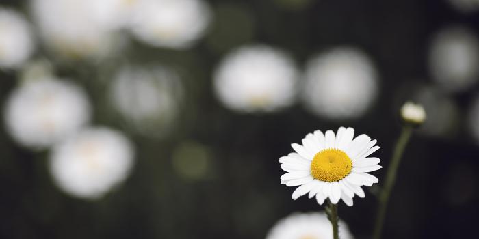 4288x2848 Daisy Wallpapers HD Download