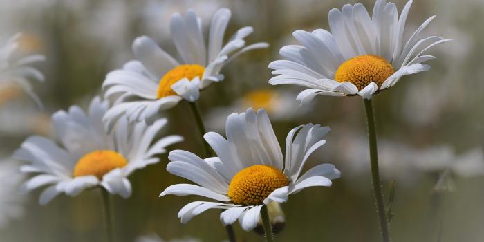 3840x2611 2739678 3840x2611 daisy 4k amazing hd desktop wallpaper | Earth