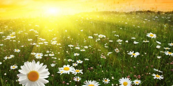 1920x1200 Daisy background ·① ⟾ Download free cool High Resolution