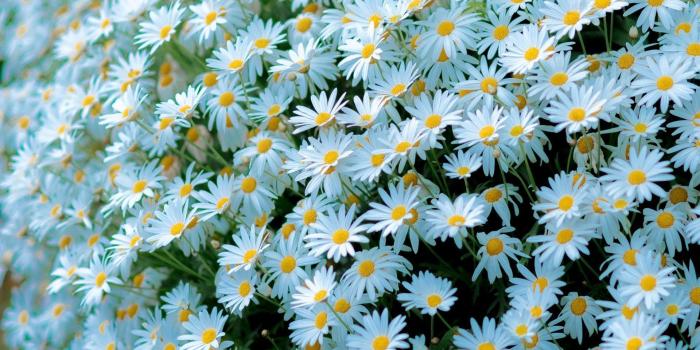 1920x1080 Daisy wallpapers 1920x1080 Full HD (1080p) desktop backgrounds