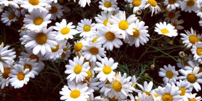 912x864 Download New Daisy Flowers Tumblr Wallpaper Desktop Background #jJO