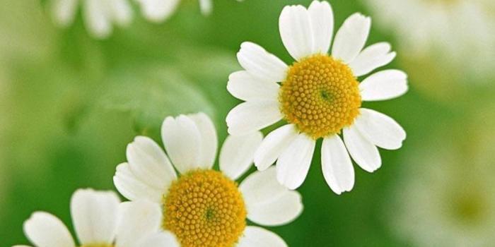 1080x1920 Daisies, White Flowers, Flowers Wallpapers Hd / Desktop - Iphone