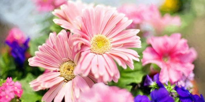 1920x1080 Floral Desktop Wallpaper - Daisy Free Wallpaper & Backgrounds