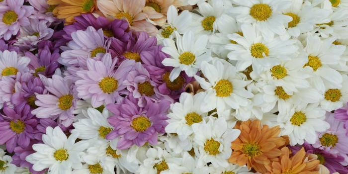 2560x1600 Daisy Flowers Desktop Wallpapers Hd 3 : Wallpapers13.com